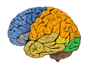 Las neuronas controlan el movimiento ‘conversando’ entre ellas