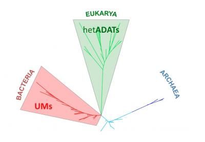 phylogenetic tree