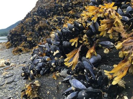 Kleber für gebrochene Herzen
