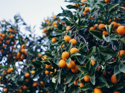 Die Eckes-Granini Gruppe führt mit „100 % nachhaltig angebaut“  europaweit ein eigenes Qualitätslabel für nachhaltigen Saft ein