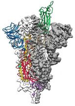 Durchbruch in der Coronavirus-Forschung