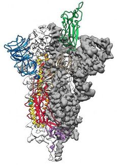 Breakthrough in coronavirus research results in new map to support vaccine design