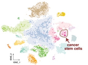 Krebsstammzellen nachverfolgen