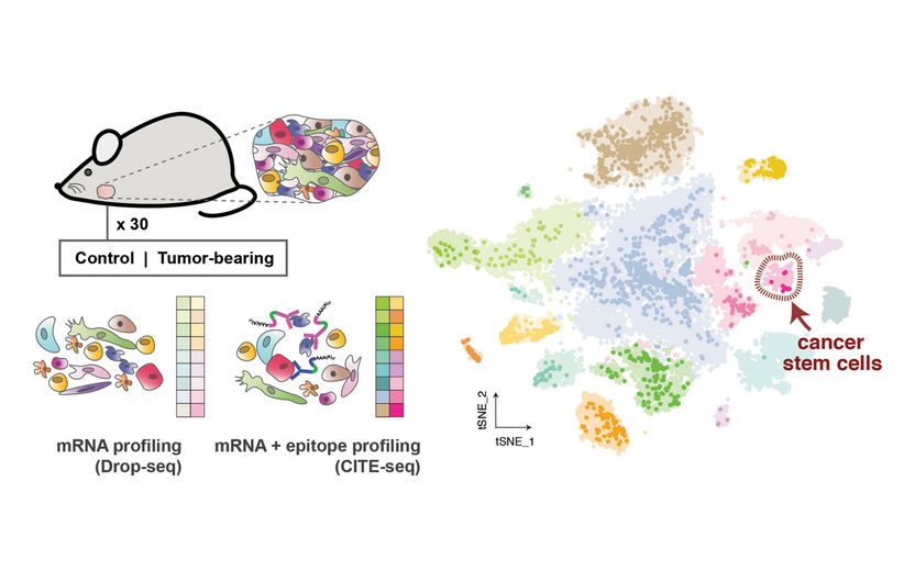 On the trail of cancer stem cells - What goes on inside and between individual cells during the very earliest stages of tumor development?