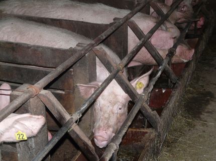 Albert Schweitzer Stiftung für unsere Mitwelt