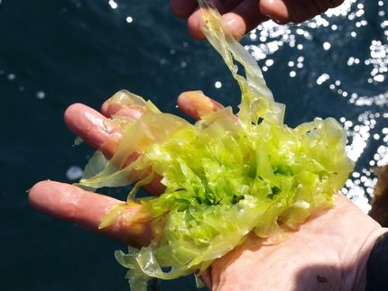 The objective is to develop a feed additive from seaweed for livestock with documentation of the climate effect.