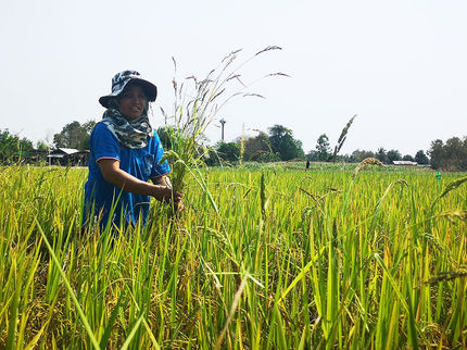 World’s first sustainable rice partnership in the running for MacArthur Foundation US$100 million grant