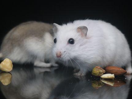 food.de bestätigt Hamsterkäufe im Zusammenhang mit Corona-Virus