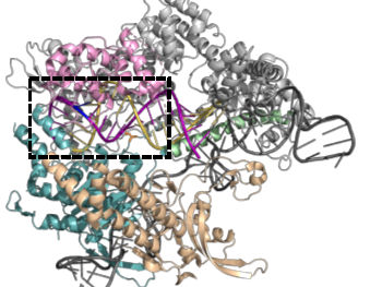 Una variante más precisa de Cas9