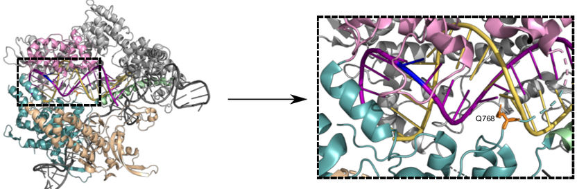 Neue präzisere Cas9-Variante - Spezifischere CRISPR-Cas9 Genschere macht Genom-Editierung noch präziser