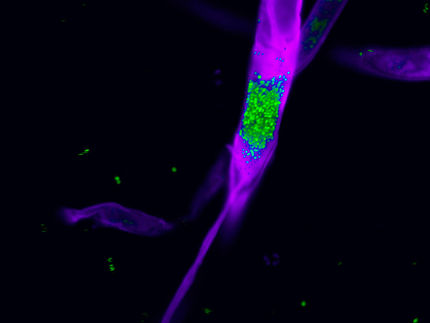 Spider bite leads to new active compounds