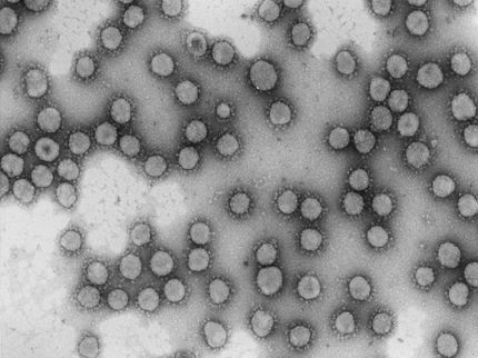 Dos proyectos del CSIC obtienen financiación europea urgente para investigar el coronavirus de Wuhan