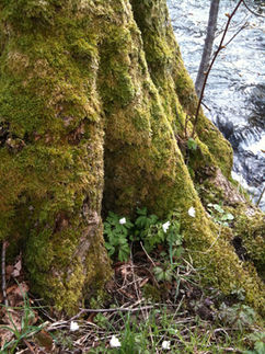 Moos spürt Luftverschmutzung auf