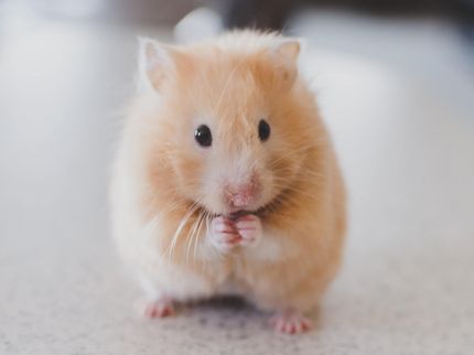 Verursachen Hamsterkäufe Lebensmittelknappheit?