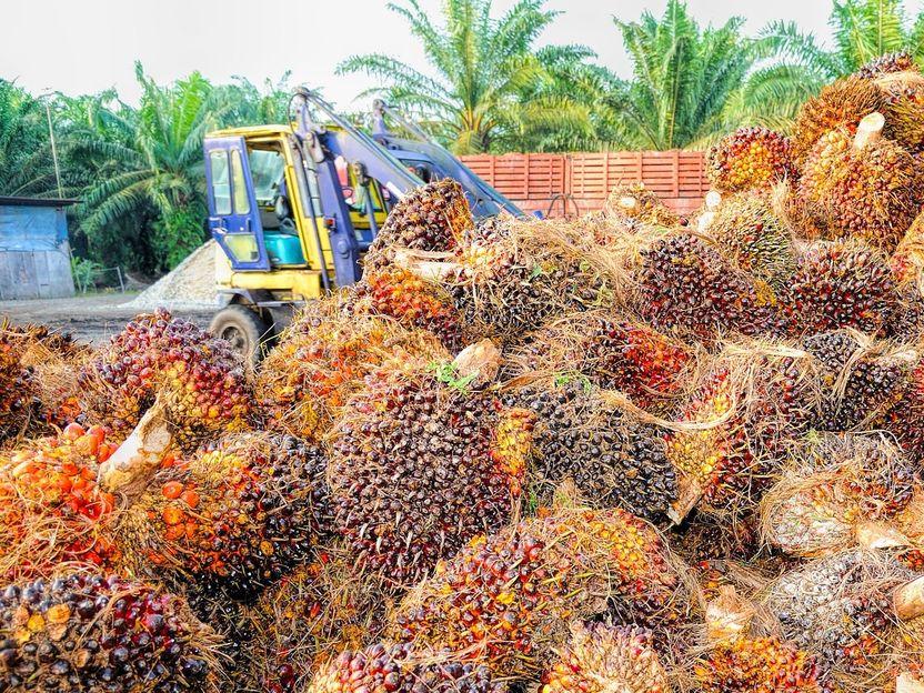 Palm oil must be made more sustainable while replacements are made scalable