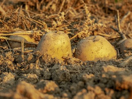 Bessere Ernte für Gemüsebauern 2019 - Ökofläche nimmt zu