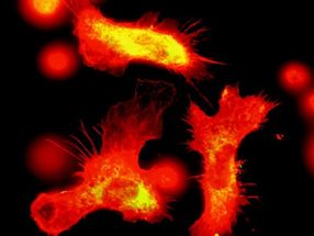 Las células madre de la sangre aumentan la inmunidad manteniendo un registro de infecciones previas.