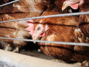 Illegale AMA-Legehennenhaltung aufgedeckt - Hühner teilweise in Käfigen untergebracht