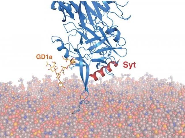 Yin L; et al. PLoS Biology 2020 Mar 17