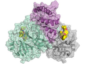 Coronavirus: BESSY II data accelerate drug development