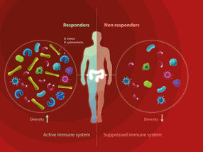 Cancer: Study suggests that gut microbiome can provide prognosis for therapy