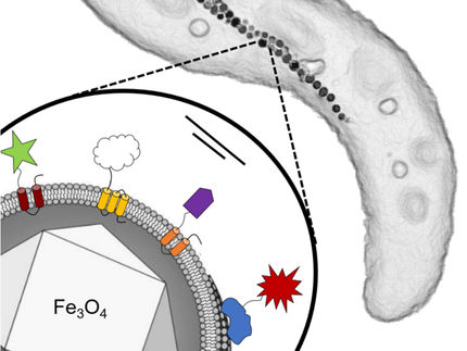 A genetic nano-toolkit for the generation of new biomaterials