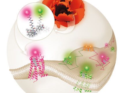 Neue molekulare Sonden für Opioid-Rezeptoren