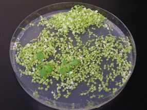 Direct transfer of plant genes from chloroplasts into the cell nucleus