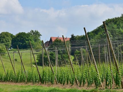 VIRUS: Einreisestopp bringt bayerischen Hopfenbauern Probleme