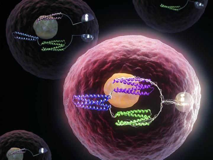 Turning cells into computers with protein logic gates - Biochemists have created "smart" proteins that function inside human cells by turning genes on and off