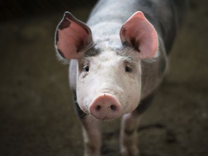 Verfassungsrichter bestätigen Strafvorschriften für Fleischhersteller