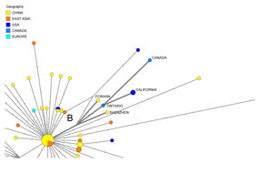 Den genetischen Ursprüngen des Coronavirus auf der Spur