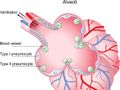 Using alveolar epithelia as a model for corona infection