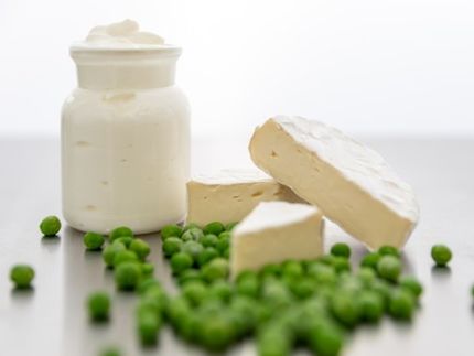 Fermented cheese alternatives based on local peas