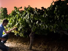 Corona-Krise wirbelt Vertrieb der Weinbranche durcheinander
