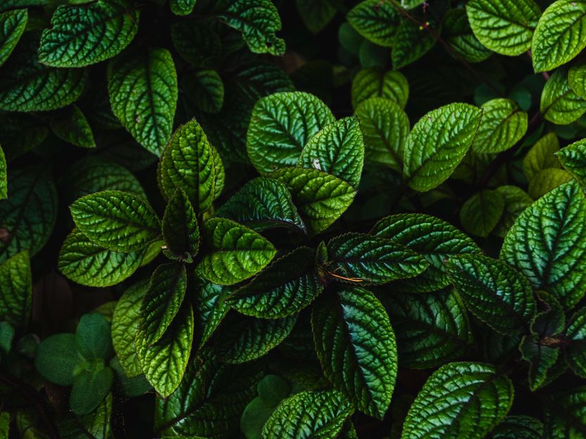 Mint fragrance inhibits the growth of weeds