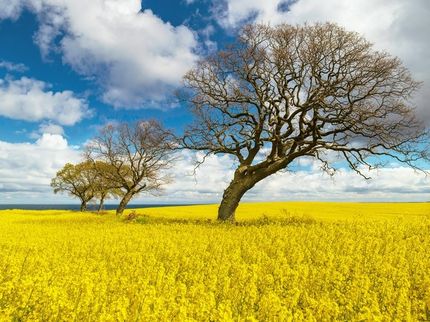 Die Rapsblüte 2020 läuft