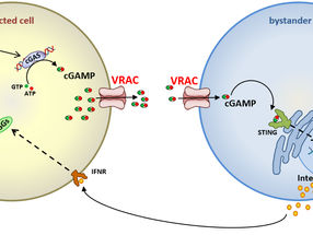 Ion channel VRAC enhances immune response against viruses