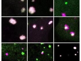 Molecular networks serve as cellular blueprints