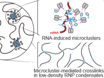 ¿Cómo responden nuestras células al estrés?