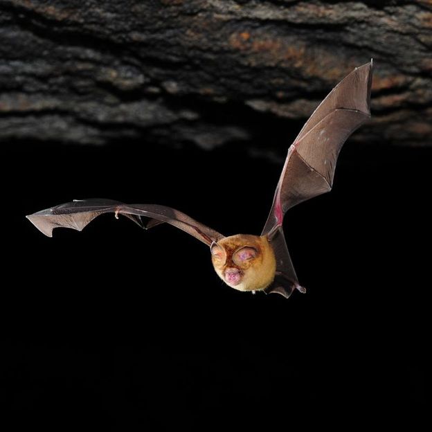 (c) Foto: Florian Gloza-Rausch/Uni Bonn/Noctalis Bad Segeberg