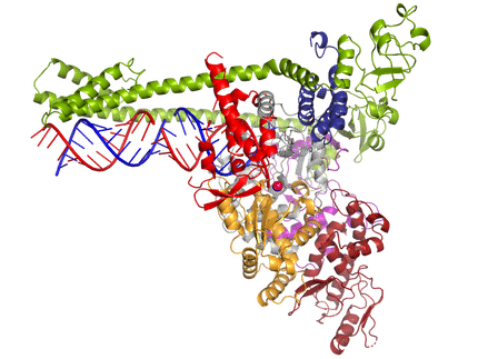 How the coronavirus multiplies its genetic material