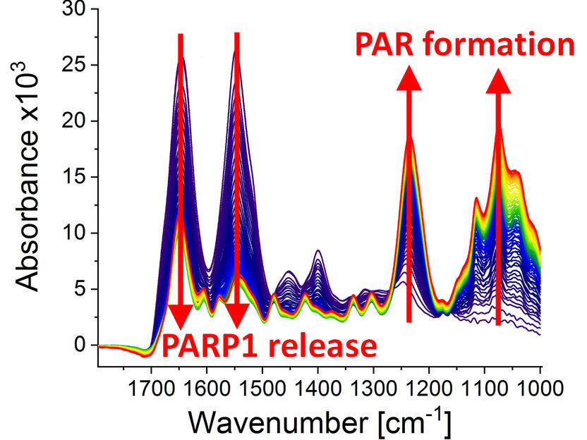 Modified from Krüger et al., “Real-time monitoring of PARP1-dependent PARylation by ATR-FTIR-spectroscopy”, Nature Communications, 1 May 2020. DOI: 10.1038/s41467-020-15858-w.
