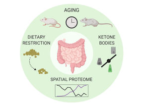 El envejecimiento y la dieta provocan cambios proteicos en el epitelio intestinal