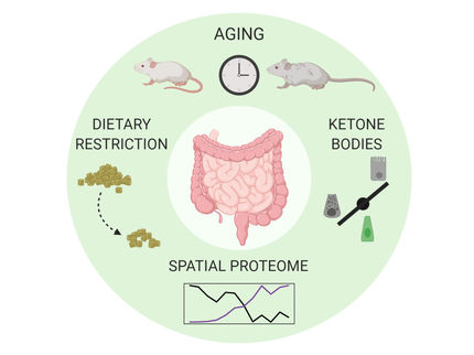 Altern und Diät haben Einfluss auf die Proteine im Darm