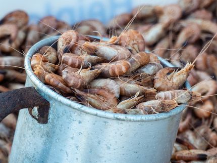 Krabbenpulen per Ultraschall - Weg nach Marokko sparen