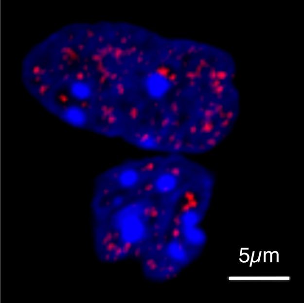 © MPI f. Molecular Genetics/ Shaon Basu