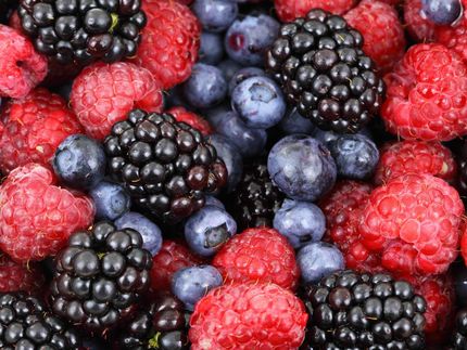 More berries, apples and tea may have protective benefits against Alzheimer’s