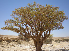 Frankincense reprograms inflammatory enzyme