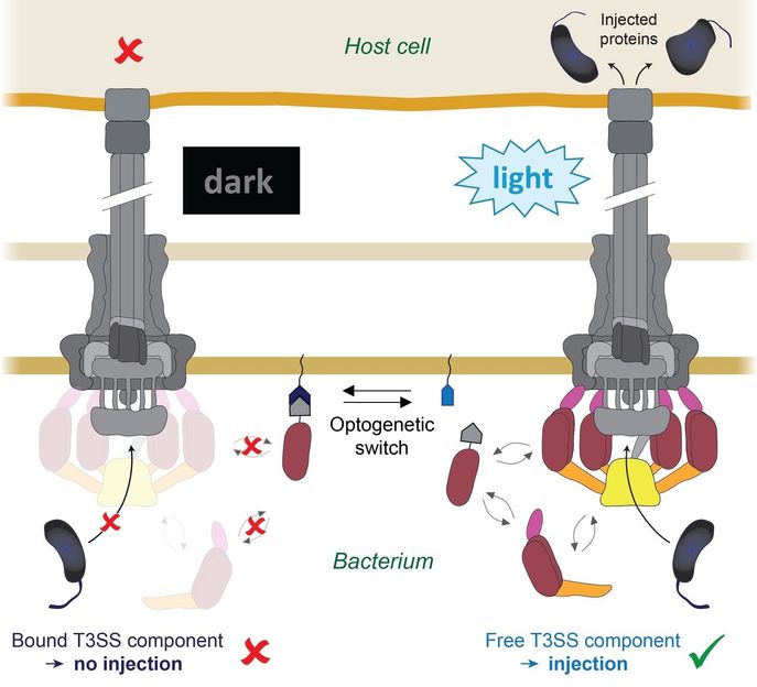 © Max Planck Institute for terrestrial Microbiology/Diepold